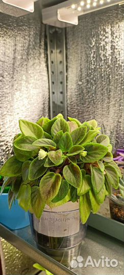 Фиалка мини трейлер