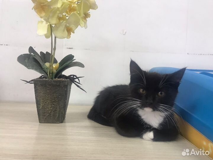 Красавчик котенок Остин в добрые руки