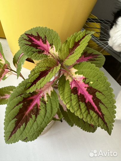 Колеус, колеусы