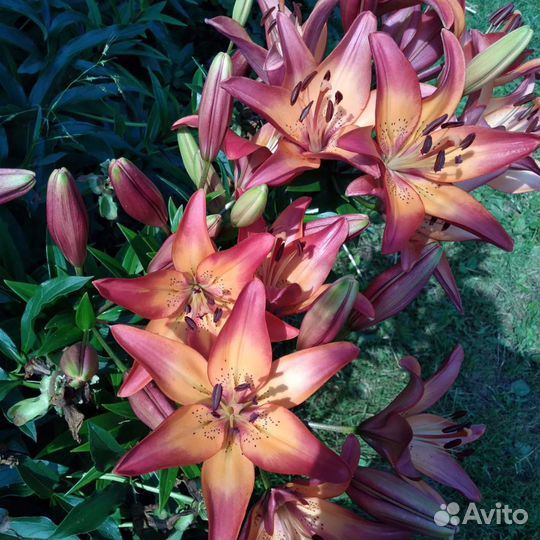 Лилии. Лилейники сортовые