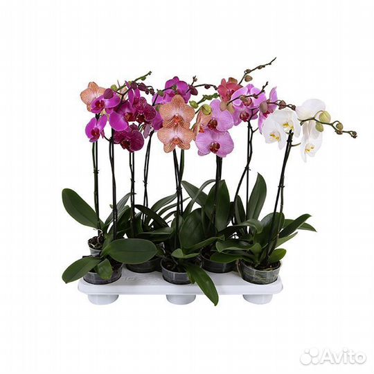 Грунт для орхидей 5 л