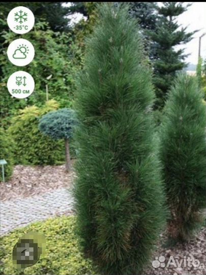 Сосна Грин Тауэр