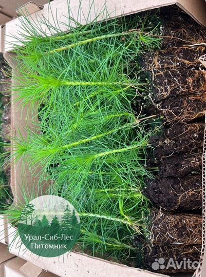 Сеянцы зкс Сосна Ель Лиственница окс Голуб Горн