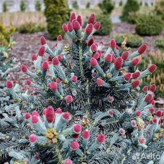 Саженцы ель голубая