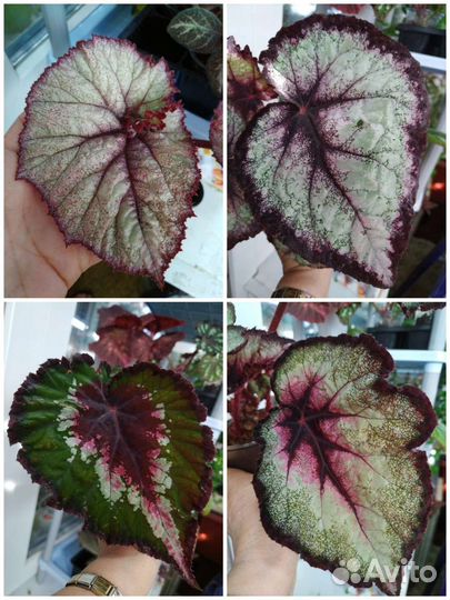 Бегония декоративно лиственная