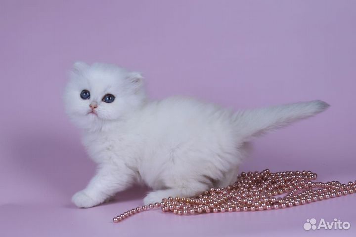 Британская шиншилла