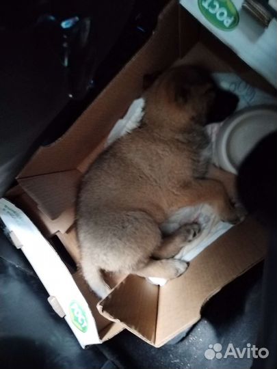 Щенок в добрые руки