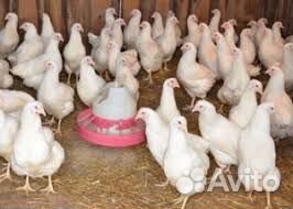 Куры несушки молодки