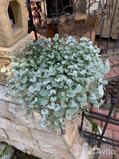 Дихондра серебристая, черенки на весну 2024