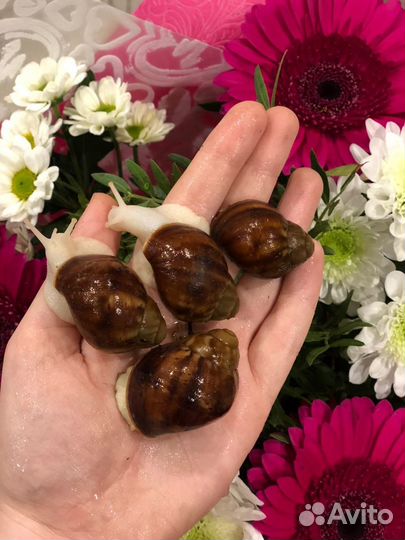 Улитки Ахатины и Архахатины Мокрицы Древесники
