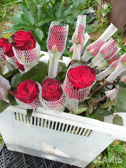 Свежие Розы срез