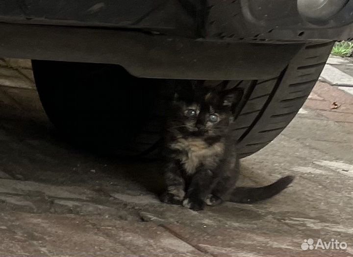 Котенок 1 месяц