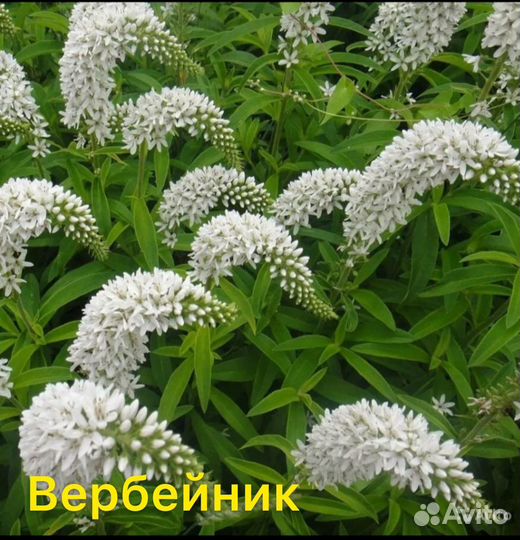 Многолетники