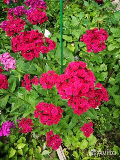 Турецкая гвоздика семена