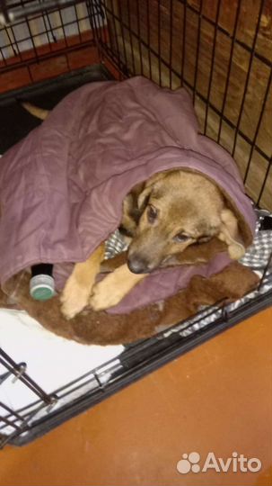 Левретка русский вариант