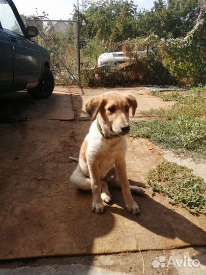 Собака в добрые руки