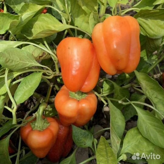 Рассада перца болгарского и перца острого