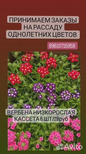 Рассада петунии