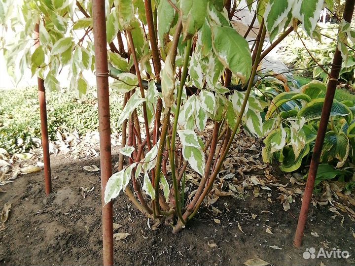 Дерен пестролистный 3 года