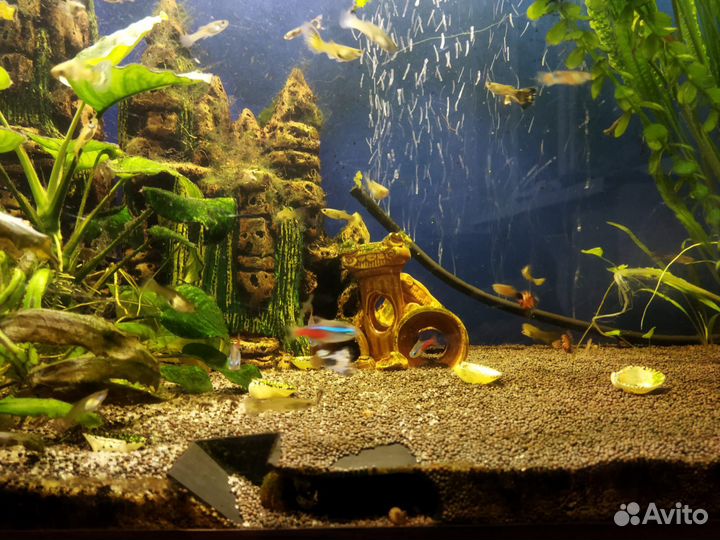 Аквариум