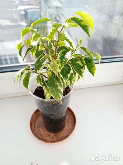 Фикус бенджамина пестролистный