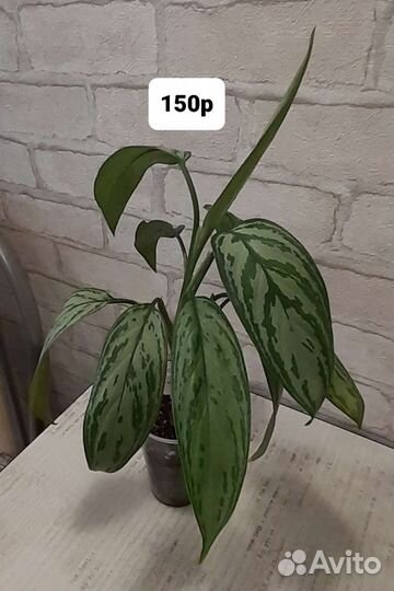 Фикус,хирита,драцена,сингониум