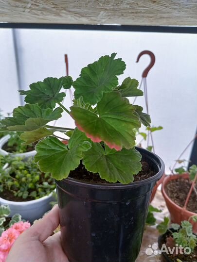 Пеларгония