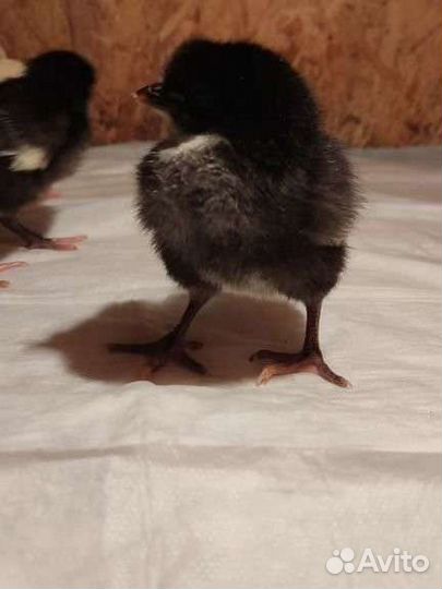 Выведу под заказ