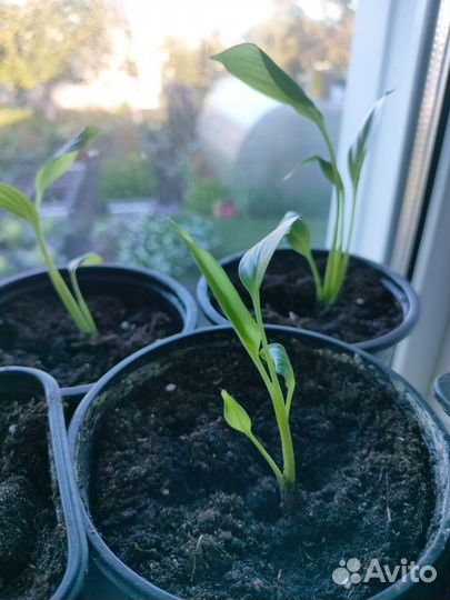 Спатифилум