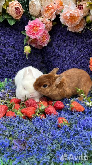 Mini Кролики декоративные