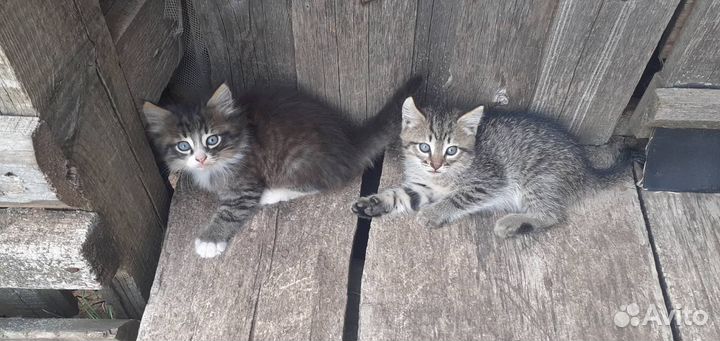 Норвежская лесная