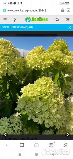 Гортензия Серия Би Bi