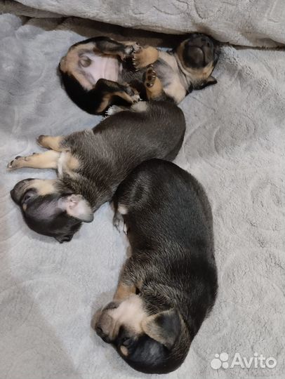 Мини той-терьер щенки