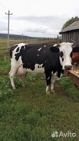 Корова дойная