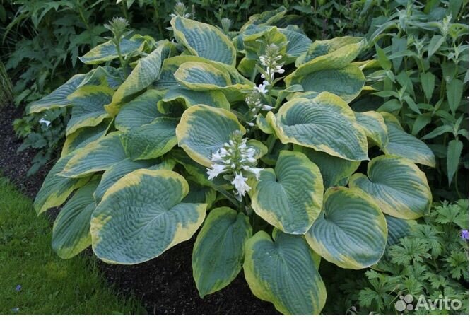 Хоста растение