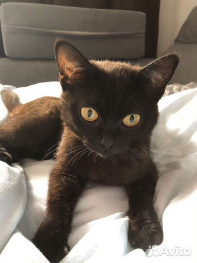 Кошка в дар