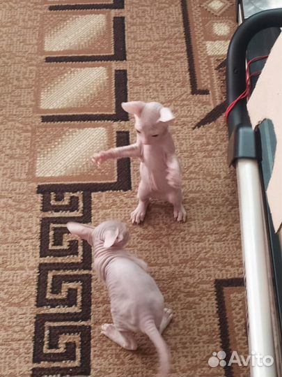 Котята сфинкс продам