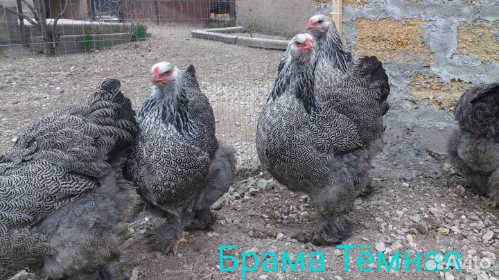 Цыплята Брамы