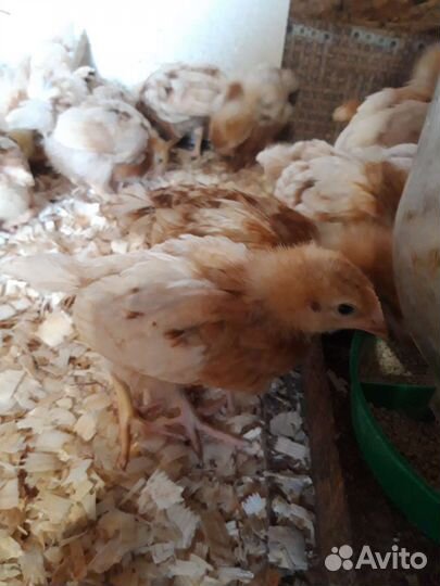 Цыплята несушки Ломан Браун(курочки)