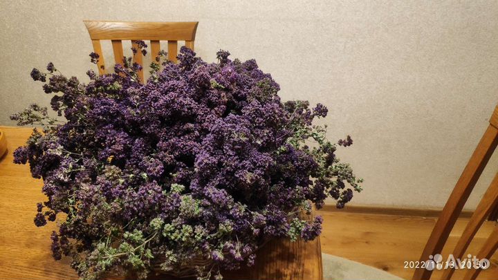 Душица (орегано)