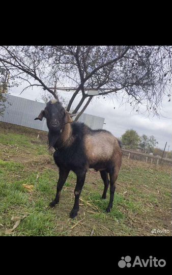 Козочки нубийские