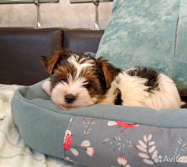 Бивер мальчик с документами