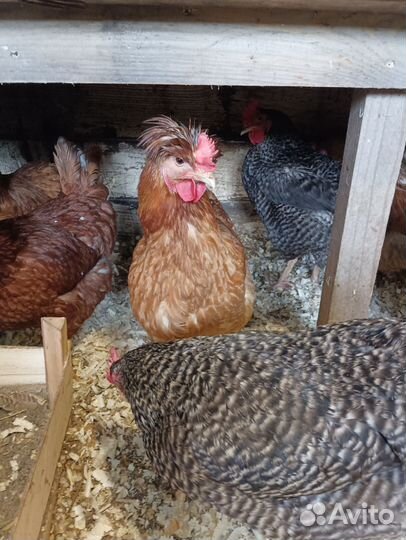 Инкубационное яйцо Доминантов