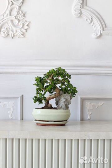 Бонсай кармона со скалой