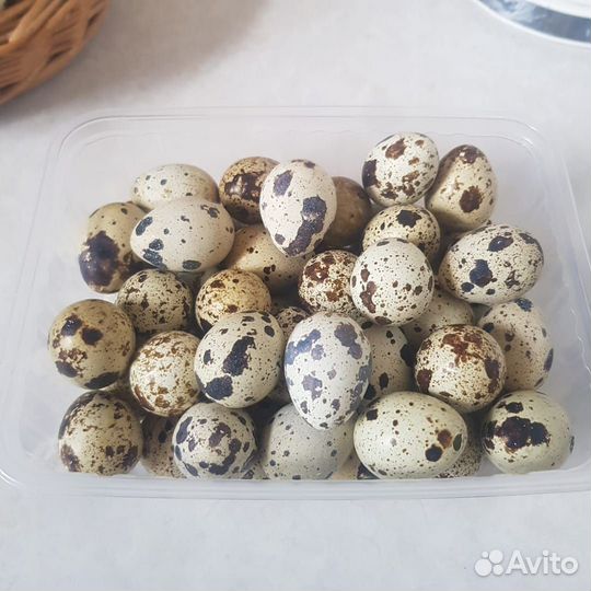 Яйца перепелиные