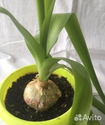 Лук индийский