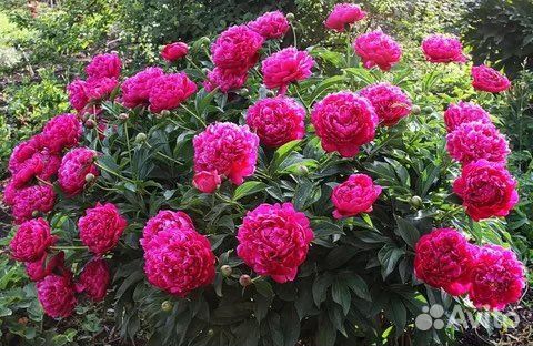 Пионы сорт kansas травянистый