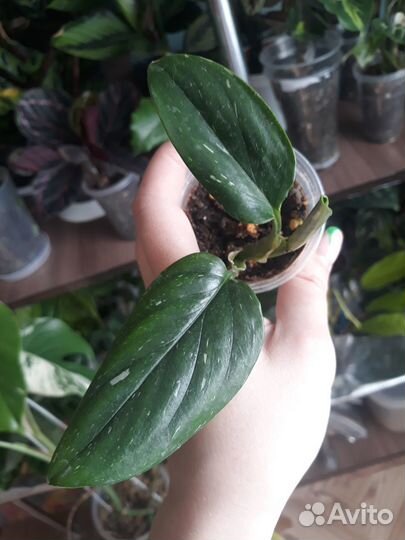 Продам цветы комнатные