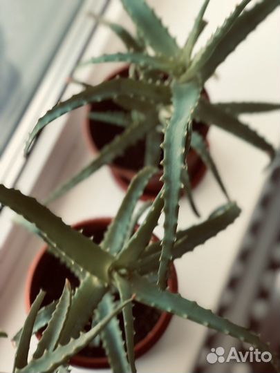 Алое лечебный