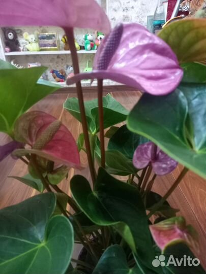 Антуриум Кавалли сортовой, коллекционный